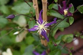 Raymond evison of the guernsey clematis nursery has bred to outstanding series of clematis especially for growing in pots and containers. Rhs Plant Registration Clematis Cultivar Rhs Gardening
