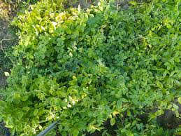 Image result for Macrotyloma daltonii