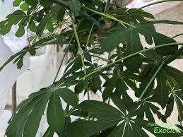 Image result for Manihot grahamii