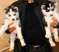 Enter your email address to receive alerts when we have new listings available for free puppies for adoption. Siberian Husky Puppies For Sale Scranton Pa 266901