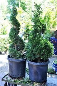 This post may contain affiliate sales links. How To Grow Boxwood Shrubs Gardening Channel