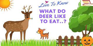 Check spelling or type a new query. Facts About What Do Deer Eat What Do Deer Like To Eat Deer What Do Deer Eat