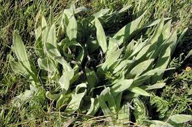 Image result for Hypoxis sp. A (as per FZ 12-3)