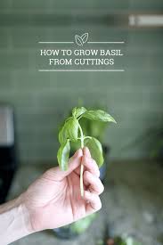 Most cactus and succulent cuttings will root within a month, but it may take. How To Grow Basil From Cuttings Turn 1 Plant Into 10