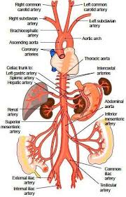 Aorta Branches Anatomy And Physiology Medical Anatomy Physiology