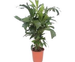 Image result for Caryota