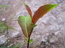 Delete everything in parentheses and replace with the requested information. Willow