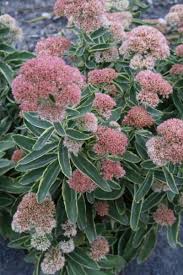 The flowers on the butterfly plant are bright orange but the plant itself is a close relative of milkweed. The Top 25 Butterfly Garden Plants Article By Plant Delights Nursery