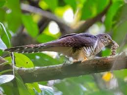 Image result for Aulacocalyx laxiflora