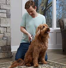 Trimming the dog's coat 1. How To Cut Your Dog S Hair Wahl Usa
