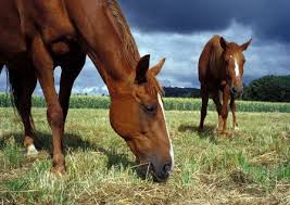 Horse 4