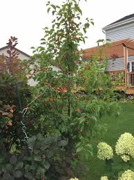 The tree is well according to colorado state university the tree is adaptable to most soils, tolerates drought, heat and. Chanticleer Pear Red Leaves In September Premature