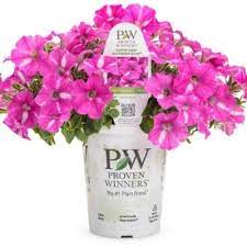 No flopping, unlike some panicle hydrangeas! Sneak Peek At Proven Winners 2020 Collection