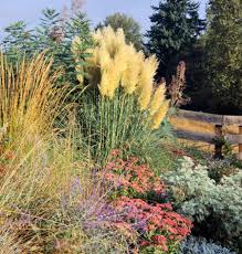 Maybe you would like to learn more about one of these? Best Ornamental Grasses For Midwest Gardens Midwest Living