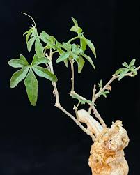 Image result for Kedrostis