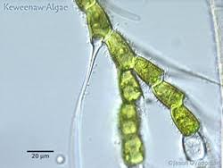 Image result for Alloeochaete oreogena