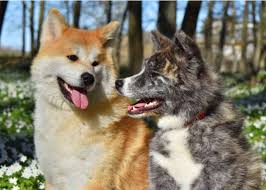 Full collar or any white on the torso or back knees. 6 Authentic Japanese Dog Breeds Cuteness From Shiba Inu To Akita Inu Live Japan Travel Guide