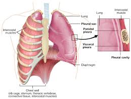 The rib cage is collectively made up of long, curved individual bones with. Pleural Cavity Wikipedia