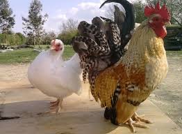 Kemudian dapat menjadi sumber energi yang tepat bagi ayam, dan terutama untuk jenis ayam petelur. Panduan Lengkap Cara Budidaya Ayam Kate Yang Baik Dan Benar