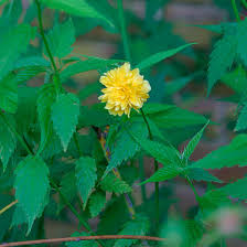 Image result for Kerria