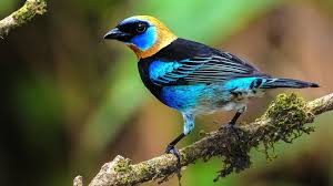 Birds Of A Feather New Vegas Bug Golden Hooded Tanager Tangara Larvata L 12 5 13cm South America F Omnivore Bugs Berries Bird Male Bird Animals