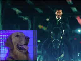 If john wick 3 plays like the bourne ultimatum, we're looking at a cume of around $122 million domestic and $262m worldwide. Puppy John Wick Dog Dog Ideas