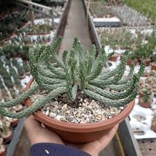 Image result for Euphorbia epicyparissias