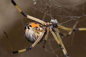 We are glad to answer your questions today! How To Identify Spiders In South Florida Spider Identification Spider Widow Spider