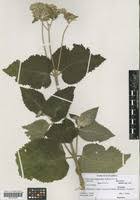 Image result for Bothriocline longipes