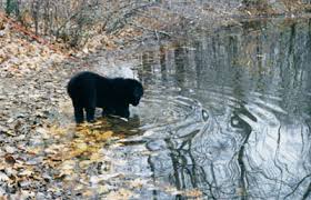 Common pairings with the newfoundland in the mix include thanks for visiting our newfoundland mix page! Please Don T Buy A Newfoundland Dog Gad S Ramblings