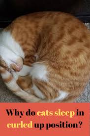 What Are Cats Sleeping Positions And What They Mean Cat Sleeping Positions Cats Cat Sleeping