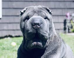 Maybe you would like to learn more about one of these? Bull S Head Pet Hospital 22 Photos 80 Reviews Veterinarians 28 Long Ridge Rd Stamford Ct Phone Number