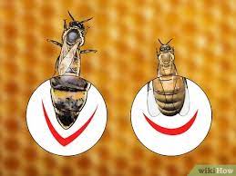 التعرف على ملكة النحل wikihow