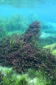 Rainbow River Dennerle Unterwasserfotografie Wasserspiel Garten Unterwasser Fotografie