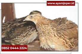 Jual kandang burung puyuh semarang. Jual Bibit Burung Puyuh Semarang