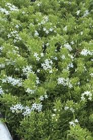 Image result for Hymenodictyon parvifolium