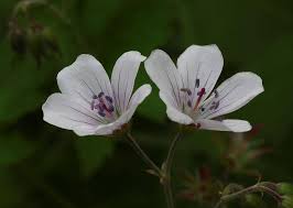 I handa har jeg en blomsterkvast: Ukens Villblomst Norsk Navn Norsk Botanisk Forening Facebook