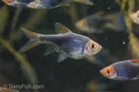 Image result for Heteromorpha