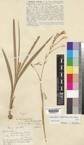 Image result for Radinosiphon leptostachya