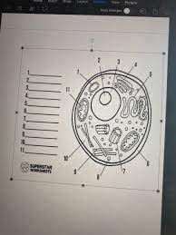 Animal and plant cell labeling key. Answered 2 2 3 5 6 7 8 9 10 11 00 10 6 Bartleby