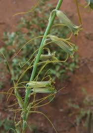 Image result for Dipcadi