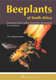 Image result for Hirpicium antunesii