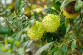 Image result for Gomphocarpus physocarpus