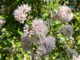 Image result for Nervilia petraea