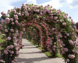 Rosenbogen Bepflanzen Und Pflegen So Wird S Gemacht Rosenbogen Garten Garten Bepflanzen