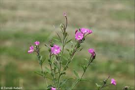 Image result for Epilobium hirsutum