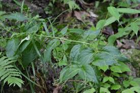 Image result for Tetradenia urticifolia