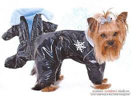 tyoplaya odezhda dlya jorkov svoimi rukami foto 5 kurtka dlya sobaki odezhda dlya sobak malenkie sobaki