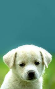 Pin By Simela On Zwa Cute Puppies Puppies Cute Dogs Breeds