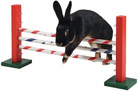 Pour ne pas que le lapin s'ennuie facilement. Jeux Lapin Comment Creer Une Aire De Jeux Pour Mon Lapin Nain
